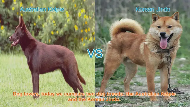 Video thumbnail for Australian Kelpie vs. Korean Jindo: A Breed Comparison