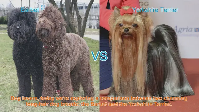 Video thumbnail for Barbet vs. Yorkshire Terrier: A Comparison of Long-Hair Dog Breeds