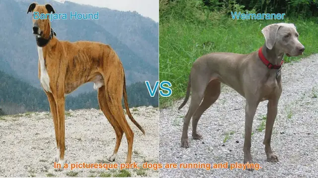 Video thumbnail for Banjara Hound vs. Weimaraner: A Breed Comparison