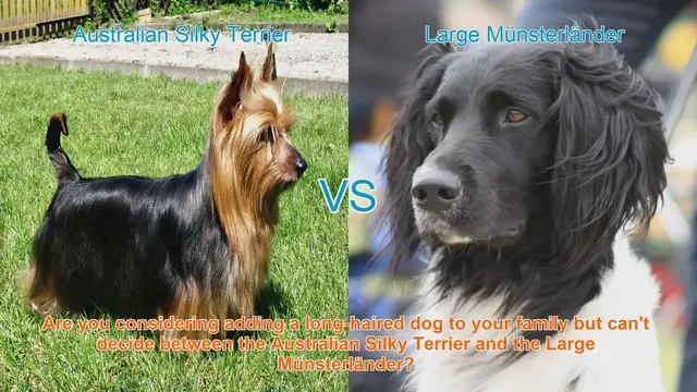 Video thumbnail for Australian Silky Terrier vs. Large Münsterländer: A Comprehensive Breed Comparison