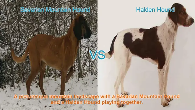 Video thumbnail for Bavarian Mountain Hound vs. Halden Hound: A Comparative Guide