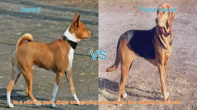 Video thumbnail for Exploring Basenji and Polish Hound Dog Breeds