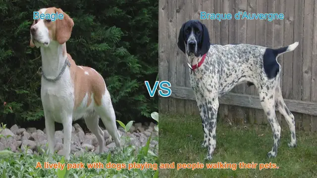 Video thumbnail for Beagle vs. Braque d'Auvergne: A Comparison of Beloved Dog Breeds