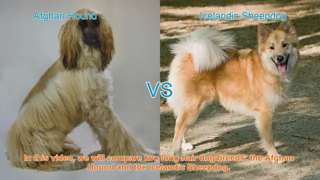 Video thumbnail for Comparing Afghan Hound and Icelandic Sheepdog: Origins, Appearance, and Temperament