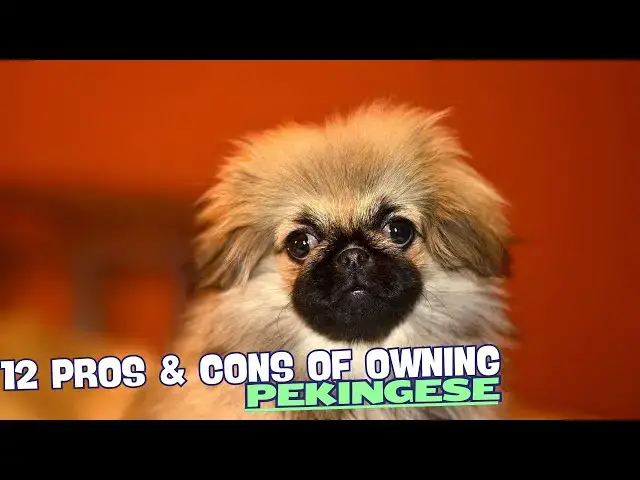 Video thumbnail for 12 Pros & Cons of Owning a Pekingese🐶