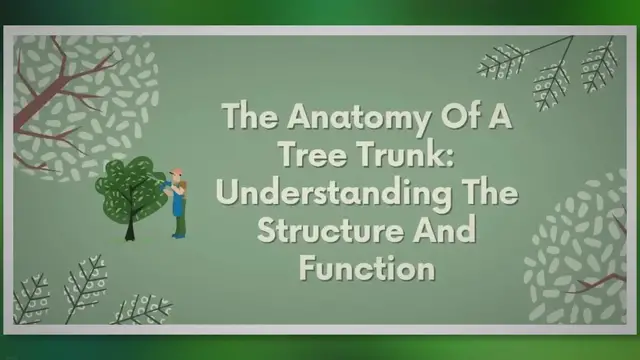 'Video thumbnail for Unveiling the Hidden World: Exploring Tree Trunk Anatomy'