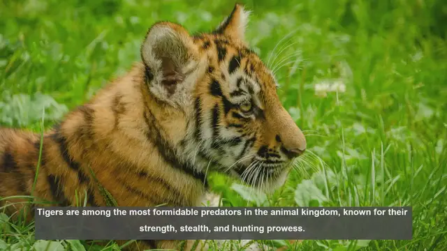 Video thumbnail for Top 10 Tiger Prey: What Big Cats Hunt