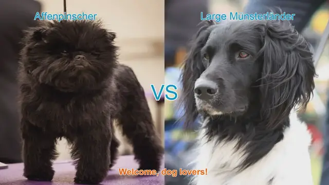 Video thumbnail for Affenpinscher vs. Large Münsterländer: A Comparison of Two Unique Dog Breeds