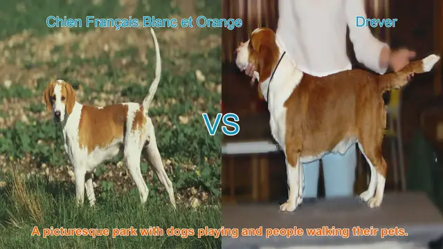 Video thumbnail for Comparing Chien Français Blanc et Orange and Drever Dog Breeds