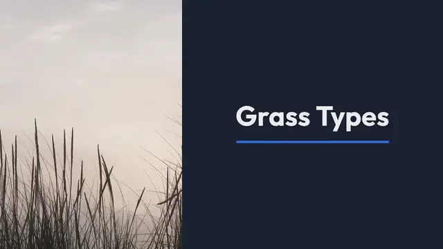 Video thumbnail for Best grass types for lawns