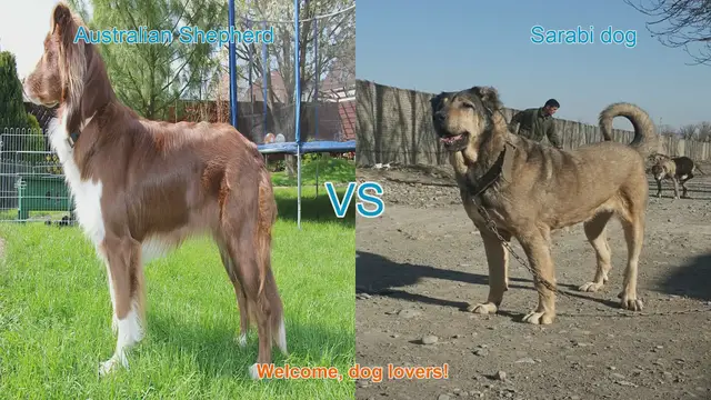Video thumbnail for Australian Shepherd vs. Sarabi Dog: A Comparison of Traits and Temperaments