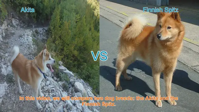 Video thumbnail for Akita vs. Finnish Spitz: A Comparison of Two Dog Breeds