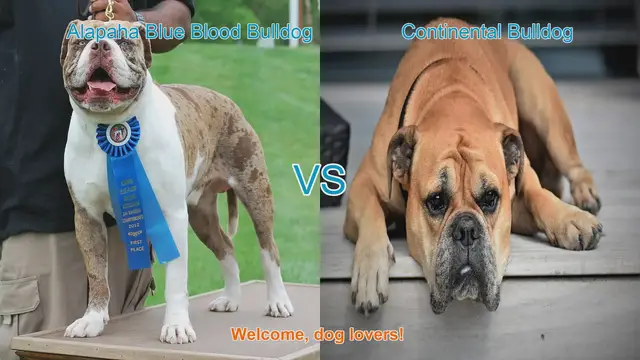 Video thumbnail for Alapaha Blue Blood Bulldog VS Continental Bulldog