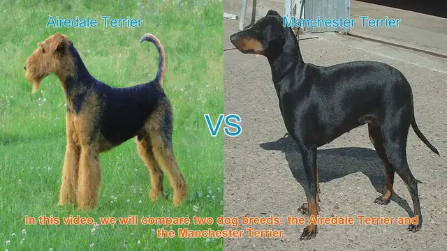 Video thumbnail for Airedale Terrier vs. Manchester Terrier: A Comparison of Two Terrier Breeds