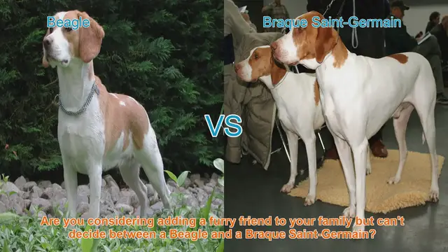 Video thumbnail for Beagle vs. Braque Saint-Germain: A Detailed Breed Comparison