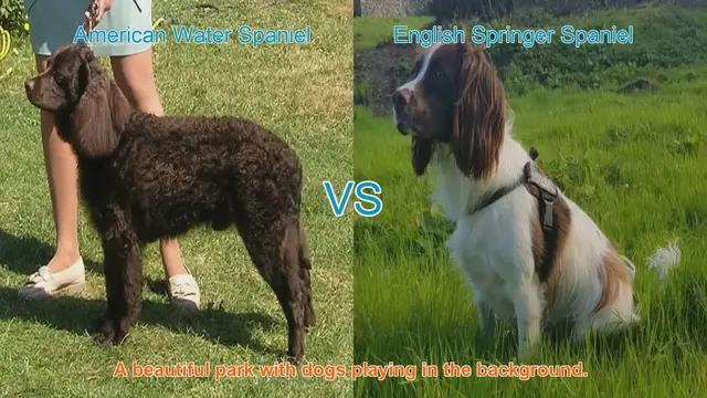 Video thumbnail for Spaniel Showdown: American Water vs. English Springer