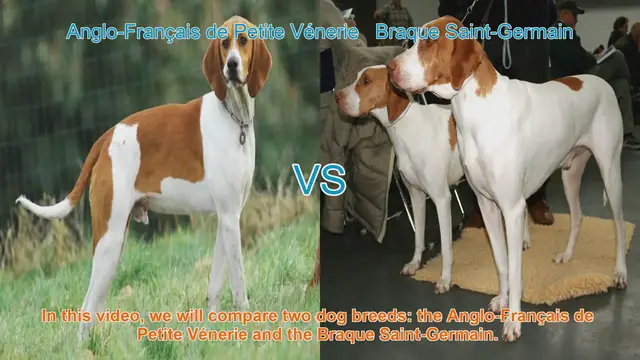 Video thumbnail for Dog Breed Comparison: Anglo-Français de Petite Vénerie vs. Braque Saint-Germain