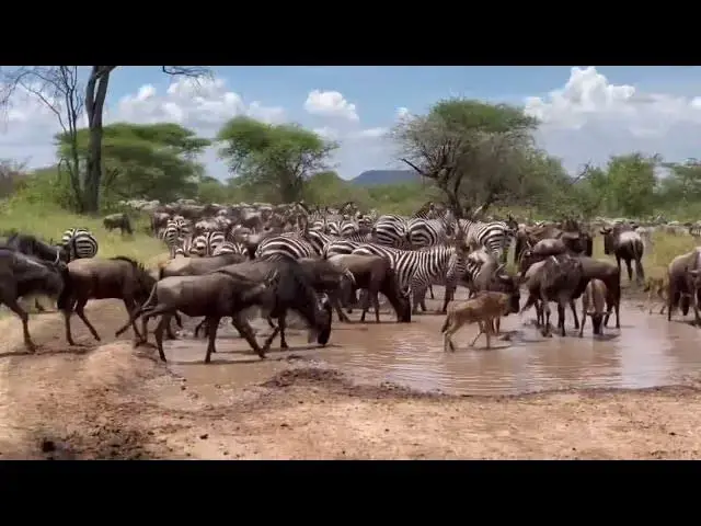 'Video thumbnail for The Great Migration Serengeti - Wildebeest and Zebra'