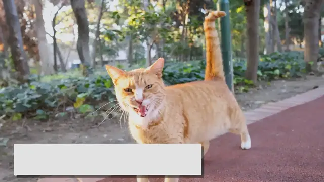 Video thumbnail for Orange Ragdoll Cat: Everything You Need to Know