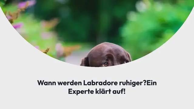 Video thumbnail for Wann werden Labradore ruhiger? Ein Experte klärt auf!