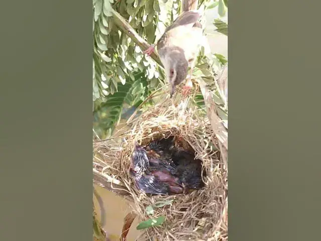 'Video thumbnail for Babies Bird Cries Feed Eat (EP-96)  #birds #nature #birdfeeding #birdwatching'