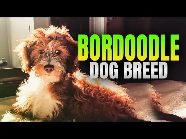 'Video thumbnail for Bordoodle Dog Breed Pros and Cons'