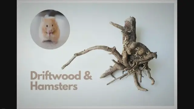 'Video thumbnail for Is Driftwood Safe For Hamsters?'