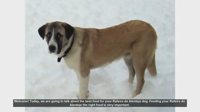Video thumbnail for Best Food for Your Rafeiro do Alentejo: Essential Nutrition Tips