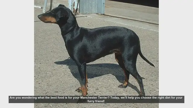 Video thumbnail for Best Diet Tips for Your Manchester Terrier