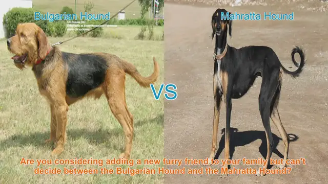 Video thumbnail for Bulgarian Hound vs. Mahratta Hound: Choosing the Right Breed for Your Family