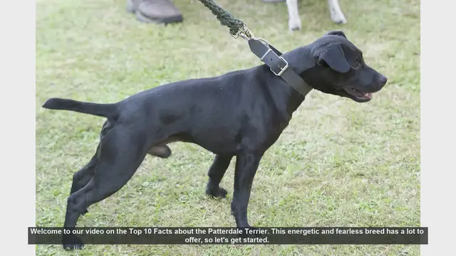 Video thumbnail for Top 10 Facts About the Patterdale Terrier