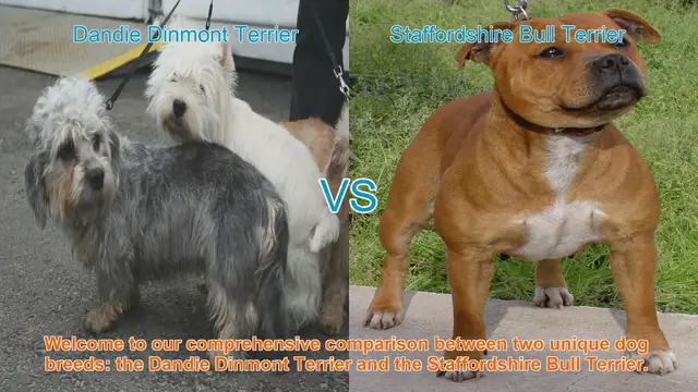 Video thumbnail for Dandie Dinmont Terrier vs. Staffordshire Bull Terrier: A Comprehensive Breed Comparison