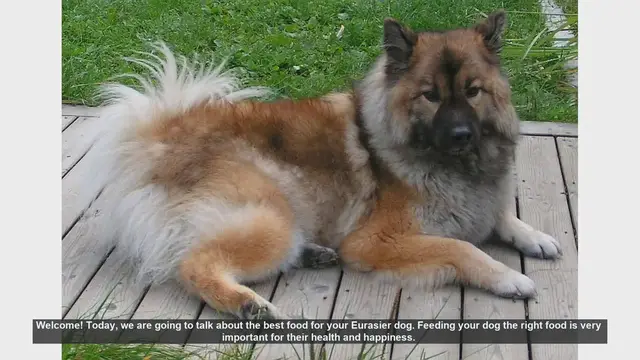 Video thumbnail for Best Food for Your Eurasier Dog: A Complete Guide