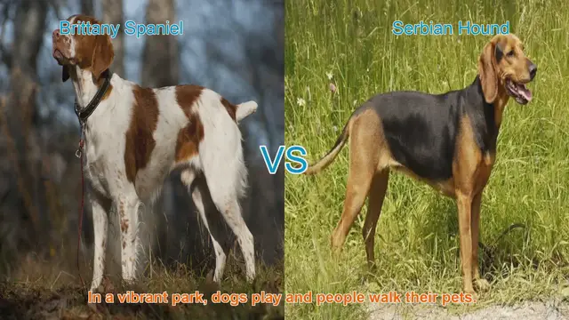 Video thumbnail for Brittany Spaniel vs. Serbian Hound: A Comparison of Two Dog Breeds