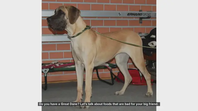 Video thumbnail for Dangerous Foods for Your Great Dane: Keep Your Big Friend Safe!