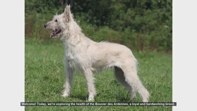 Video thumbnail for Common Health Issues in Bouvier des Ardennes: Tips from Dr. Smith