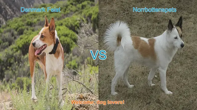 Video thumbnail for Dog Breed Comparison: Denmark Feist vs. Norrbottenspets