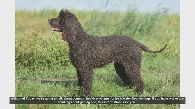 Video thumbnail for Common Health Problems in Irish Water Spaniel Dogs