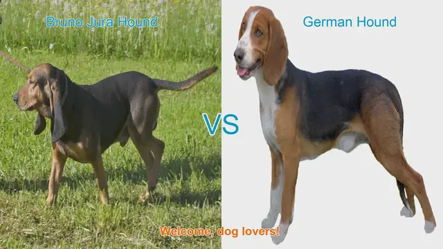 Video thumbnail for Dog Breed Comparison: Bruno Jura Hound vs. German Hound