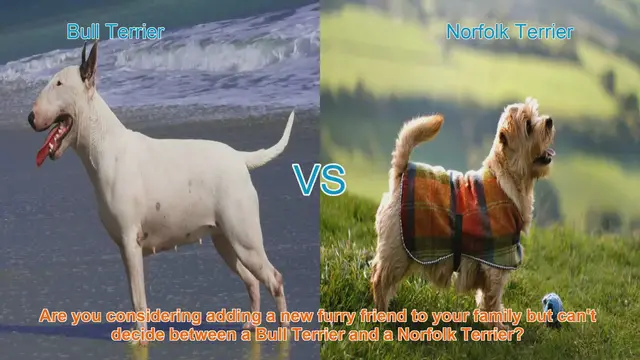 Video thumbnail for Bull Terrier vs. Norfolk Terrier: Choosing the Right Breed for You