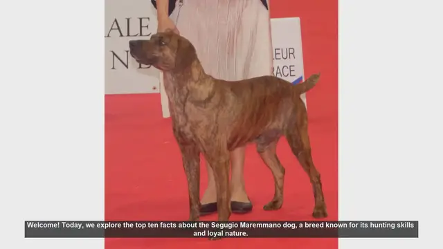 Video thumbnail for Top 10 Fascinating Facts About the Segugio Maremmano Dog