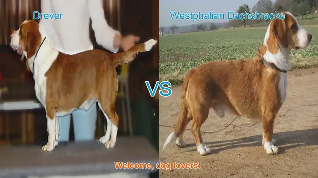 Video thumbnail for Drever vs. Westphalian Dachsbracke: A Comparison of Two Unique Dog Breeds