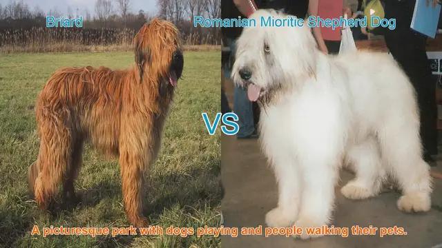 Video thumbnail for Briard vs. Romanian Mioritic Shepherd Dog: A Comparison of Two Majestic Breeds