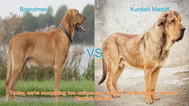 Video thumbnail for Broholmer vs. Kurdish Mastiff: A Comparison of Two Unique Dog Breeds