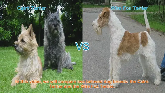 Video thumbnail for Cairn Terrier vs. Wire Fox Terrier: A Comprehensive Comparison