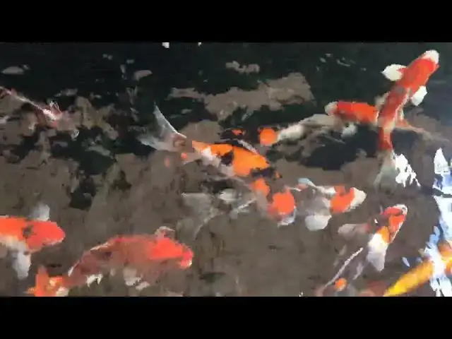 Video thumbnail for Koi Fish Growth: Tips for Raising Impressive Pond Beauties