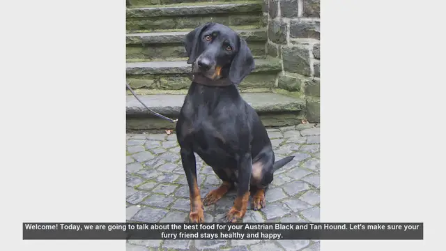 Video thumbnail for Best Food for Your Austrian Black and Tan Hound: Tips for a Healthy Diet