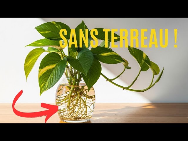 Video thumbnail for Jardinage Facile : 9 Plantes à Cultiver Uniquement dans l'Eau