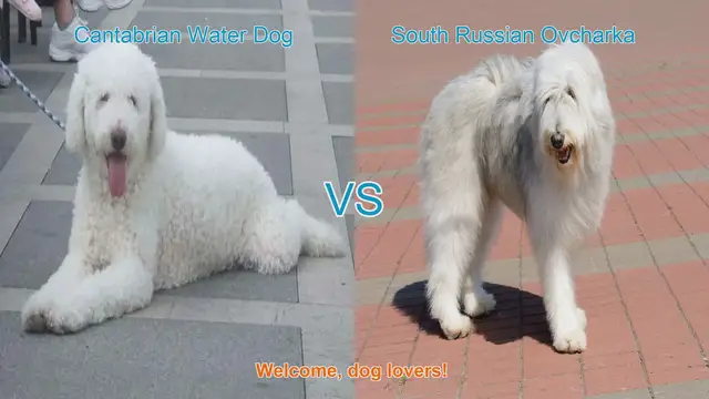 Video thumbnail for Dog Breed Comparison: Cantabrian Water Dog vs. South Russian Ovcharka