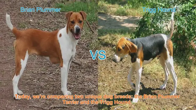 Video thumbnail for Comparing Brian Plummer Terrier and Trigg Hound: Origins, Traits, and Care